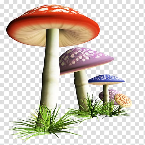 Mushroom Fungus , mushroom transparent background PNG clipart