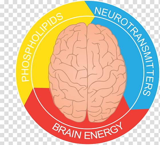 Butter Tart Festival Brain Neurology Organism, Brain function transparent background PNG clipart
