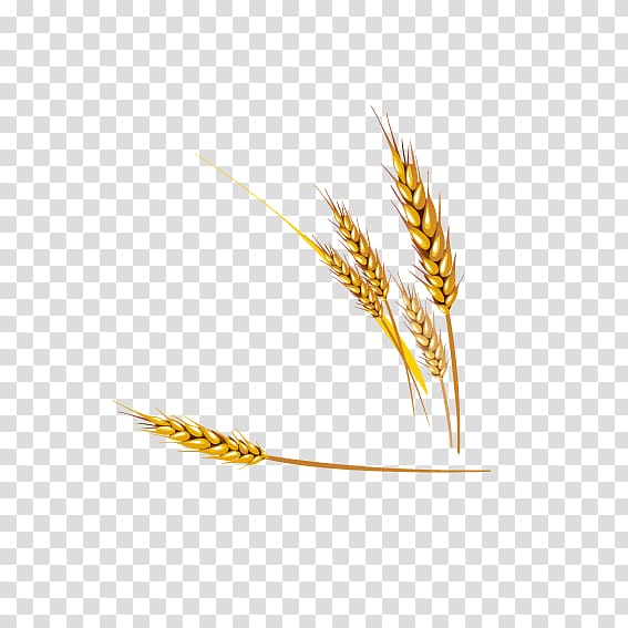 five wheat plants illustration, Emmer Einkorn wheat Euclidean , Lifelike realism wheat transparent background PNG clipart