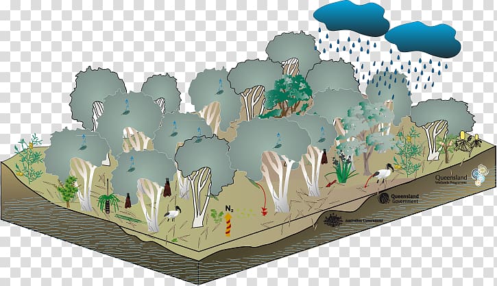 Gum trees Ecosystem Floodplain Swamp, dry swamp transparent background PNG clipart