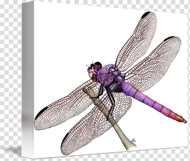 Roseate skimmer Drawing Painting Western meadowhawk, painting transparent background PNG clipart