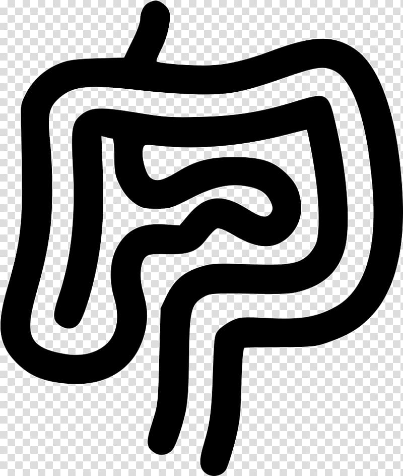 Organ Large intestine Anatomy Human body, Stomach icon transparent background PNG clipart