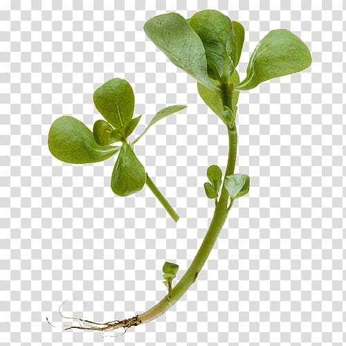 Common Purslane Extract Herb Perforate St Johns-wort Waterhyssop, Amaranth,Five lines of grass,Long dish,Five grass transparent background PNG clipart