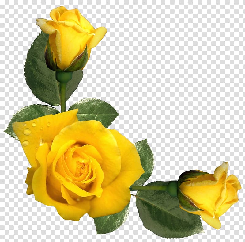 yellow roses, Rose Yellow Flower , Beautiful Yellow Roses Decor transparent background PNG clipart