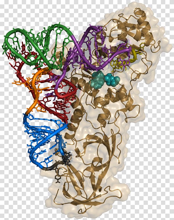Aminoacyl tRNA synthetase Transfer RNA Aminoacyl-tRNA Ligase, others transparent background PNG clipart