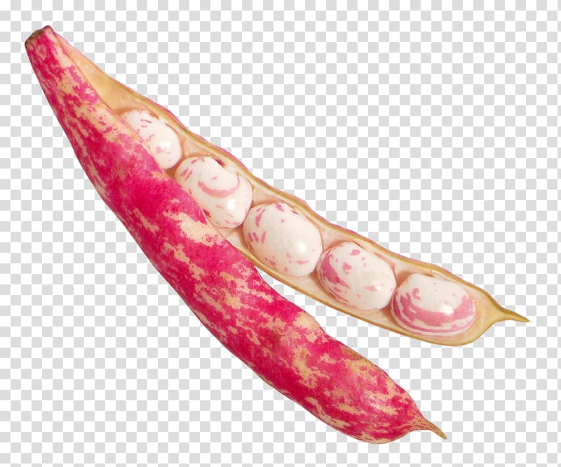 Cranberry bean, Beans transparent background PNG clipart