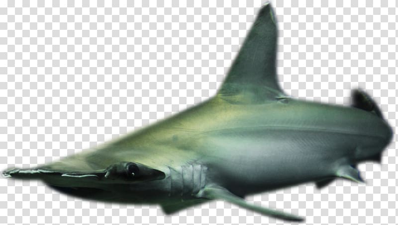 Requiem sharks コベック（株） Seabed Marine biology Marine mammal, others transparent background PNG clipart
