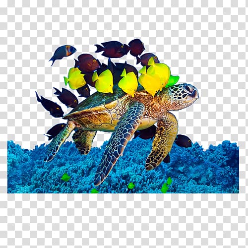 Loggerhead sea turtle Underwater Algae, turtle transparent background PNG clipart