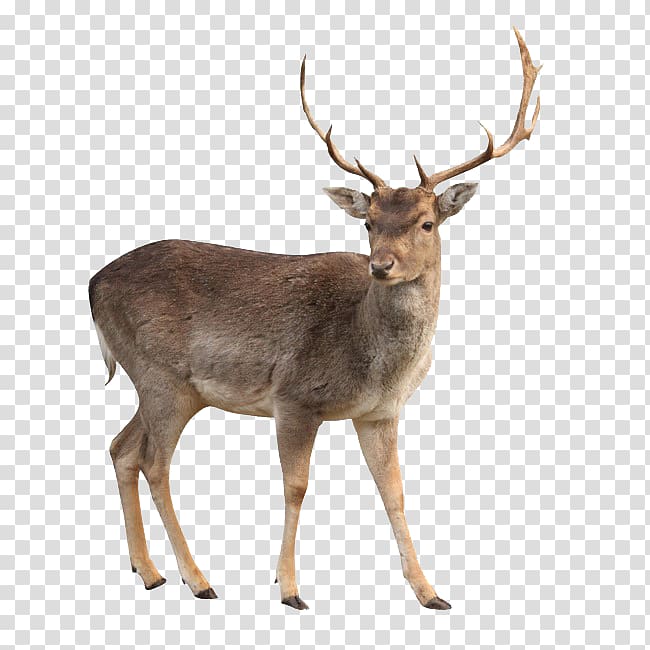 brown deer, White-tailed deer Moose Capreolinae , deer transparent background PNG clipart