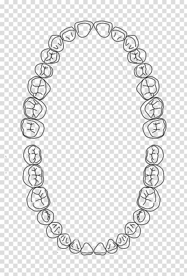 Dental arch Human tooth Dentistry Dental midline, others transparent background PNG clipart