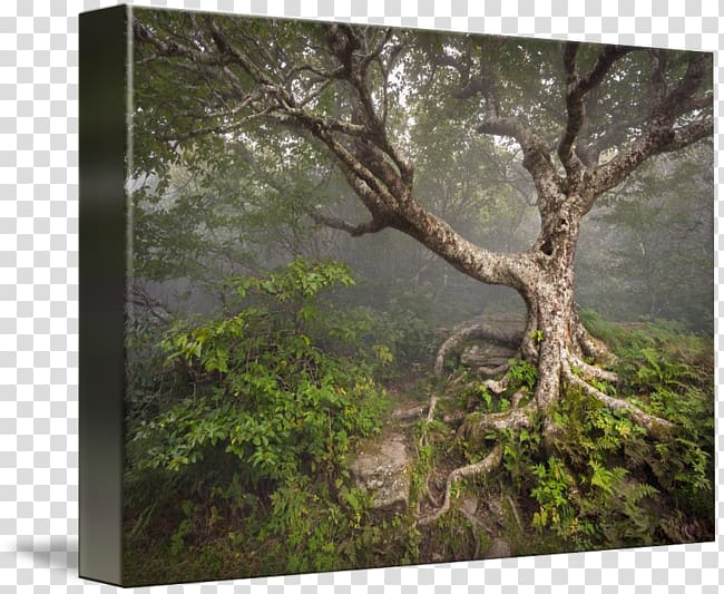 Asheville Blue Ridge Parkway Craggy Gardens Visitor Center Tree Printing, tree transparent background PNG clipart