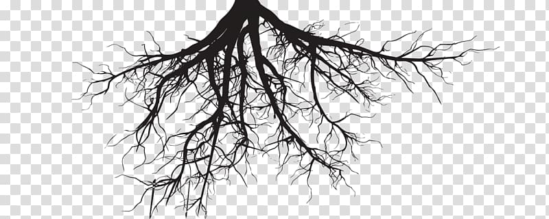 Root Portable Network Graphics Tree Trunk, roots 2016 transparent background PNG clipart