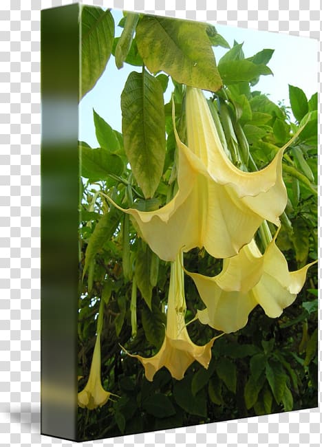 Daturas Yellow elder Angel's trumpets Forest gardening, yellow Tree transparent background PNG clipart