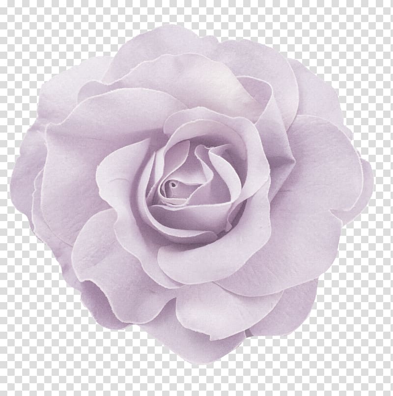 Flower Pink Color, Lavender flower decoration pattern transparent background PNG clipart
