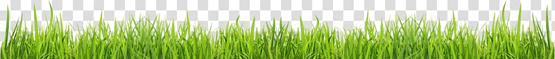 Green Grasses Plant stem Family, Grass transparent background PNG clipart