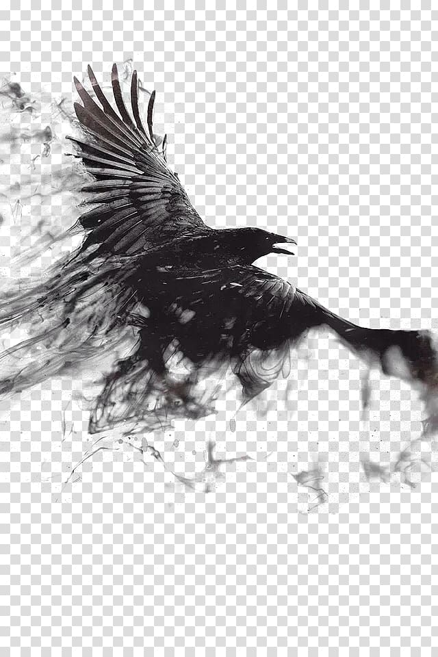 black bird illustration, 1080p 4K resolution High-definition television Mobile phone , Ink Crow transparent background PNG clipart