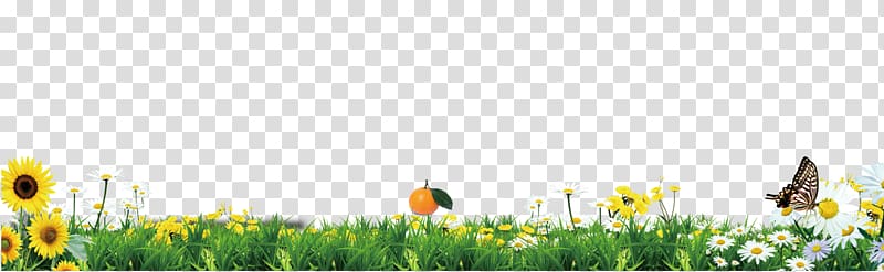 white daisies and yellow sunflowers art, Green grass borders texture transparent background PNG clipart