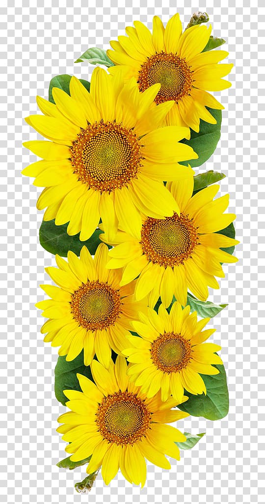 yellow sunflowers, Common sunflower , Sunflower transparent background PNG clipart