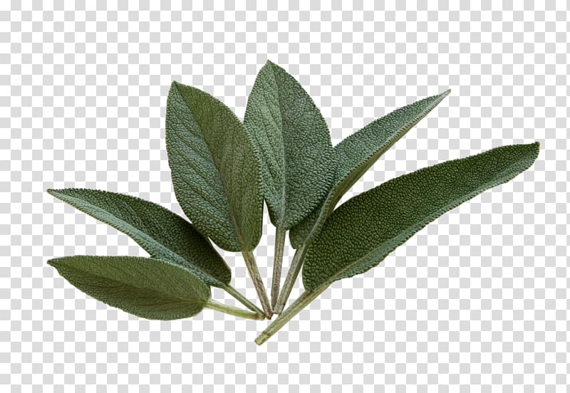 Common sage Tea Herb Health Sage of the diviners, tea transparent background PNG clipart