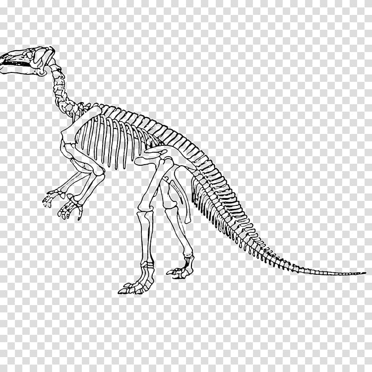 Tyrannosaurus Iguanodon Lesothosaurus Velociraptor Edmontosaurus annectens, Dinosaur Skeleton transparent background PNG clipart