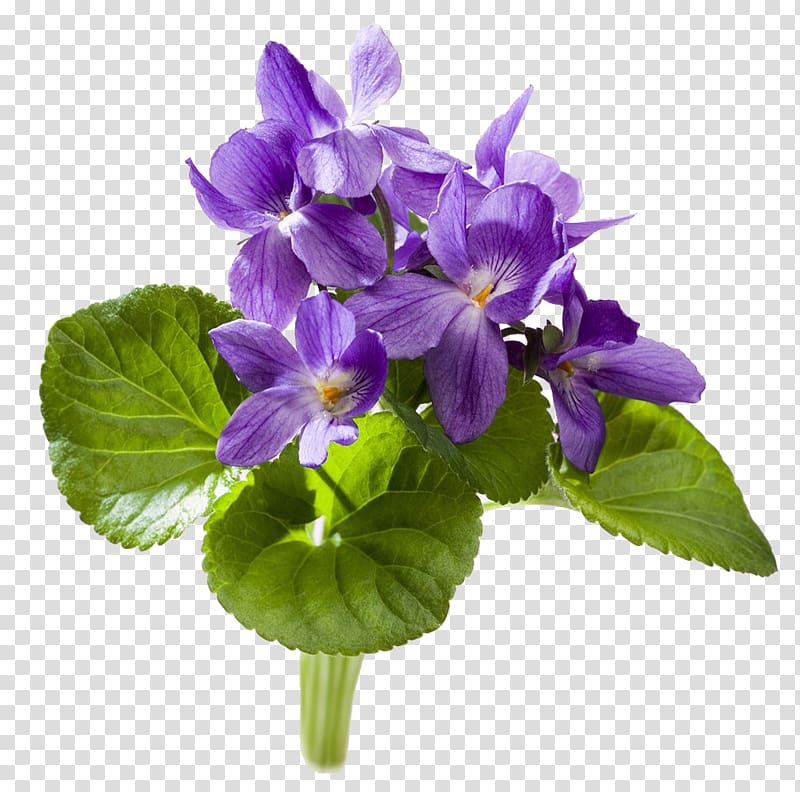 Sweet violet YouTube African violet, others transparent background PNG clipart