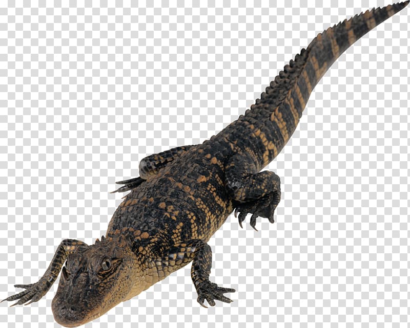 Crocodiles Desktop , crocodille transparent background PNG clipart