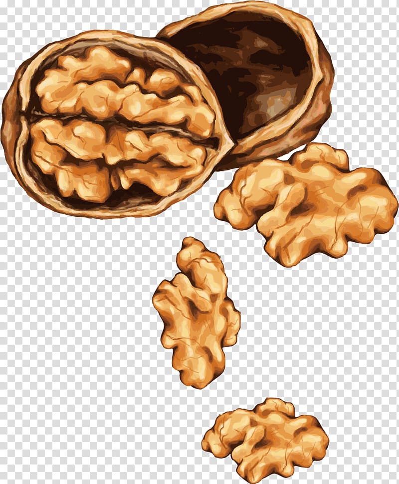 brown walnut illustration, Tree nut allergy Drawing Almond, painted walnut transparent background PNG clipart