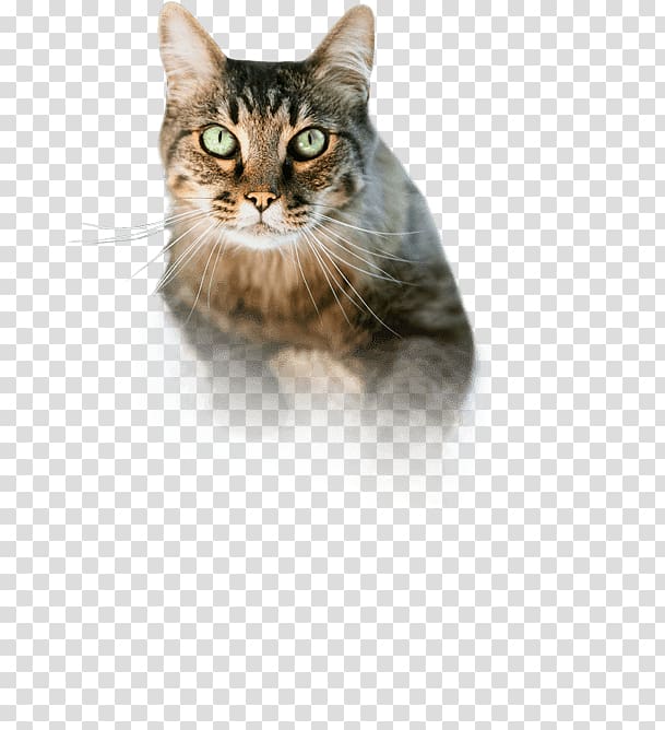 American Shorthair California Spangled American Wirehair European shorthair Kitten, flying dogs transparent background PNG clipart