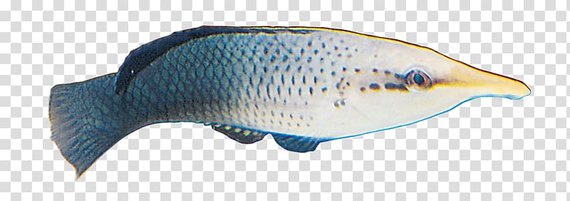 Deep sea fish, Deep-sea fish transparent background PNG clipart