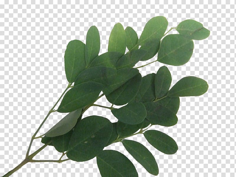 Leaf Plant stem Tree, moringa transparent background PNG clipart