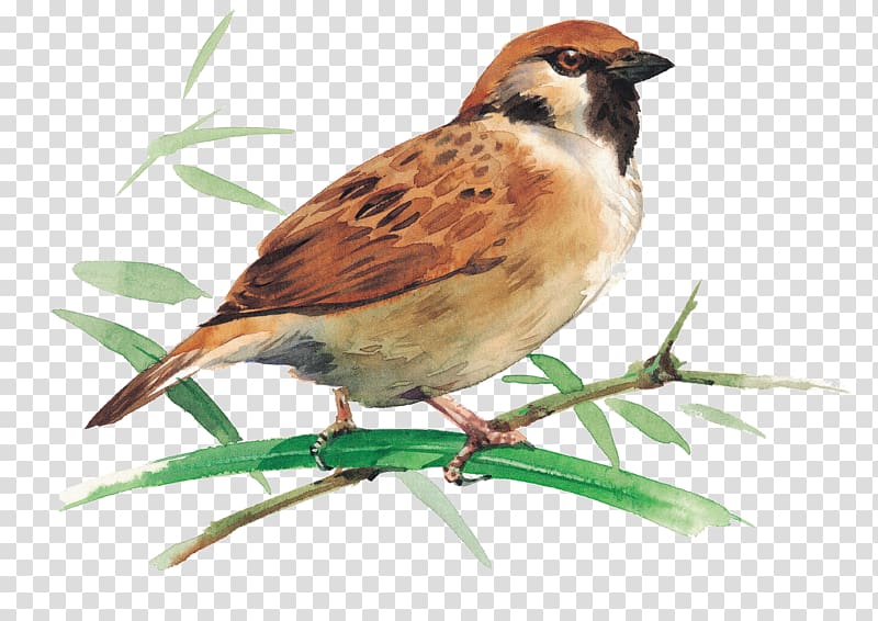painting of brown bird on leaf, Bird migration Rook House Sparrow Bird feeder, sparrow transparent background PNG clipart