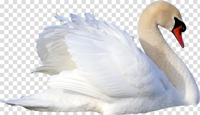 Cygnini Bird Именинница Река любви, Bird transparent background PNG clipart