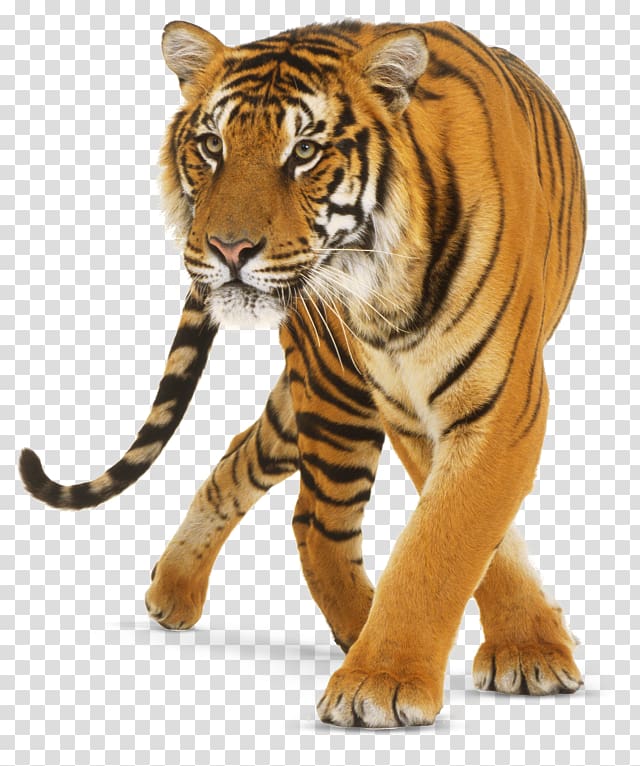 tiger icon, Tiger Cat, Tiger transparent background PNG clipart
