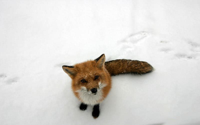 Arctic fox Snow Winter Animal, fox transparent background PNG clipart
