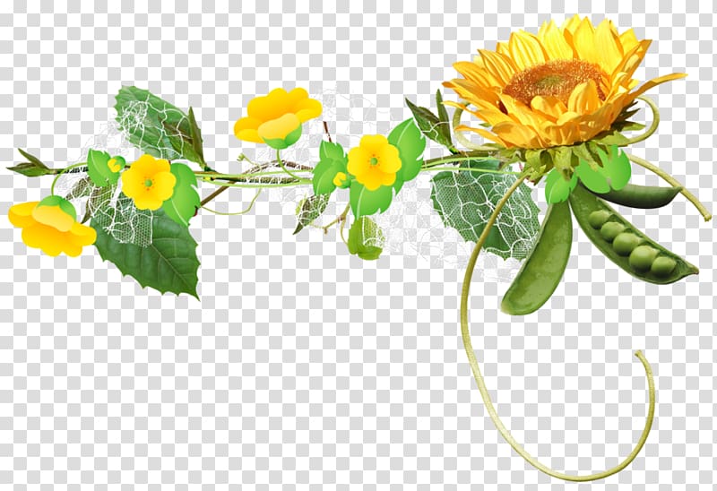 Common sunflower , гвоздика transparent background PNG clipart