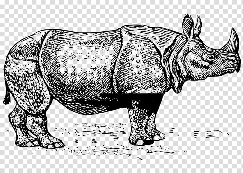 Javan rhinoceros Horn Black rhinoceros , rhinoceros transparent background PNG clipart