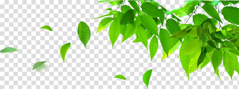 Poster, Leaves transparent background PNG clipart