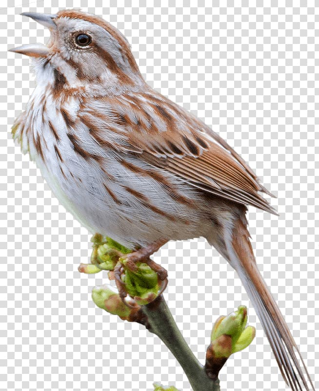 House Sparrow Bird, Sparrow transparent background PNG clipart