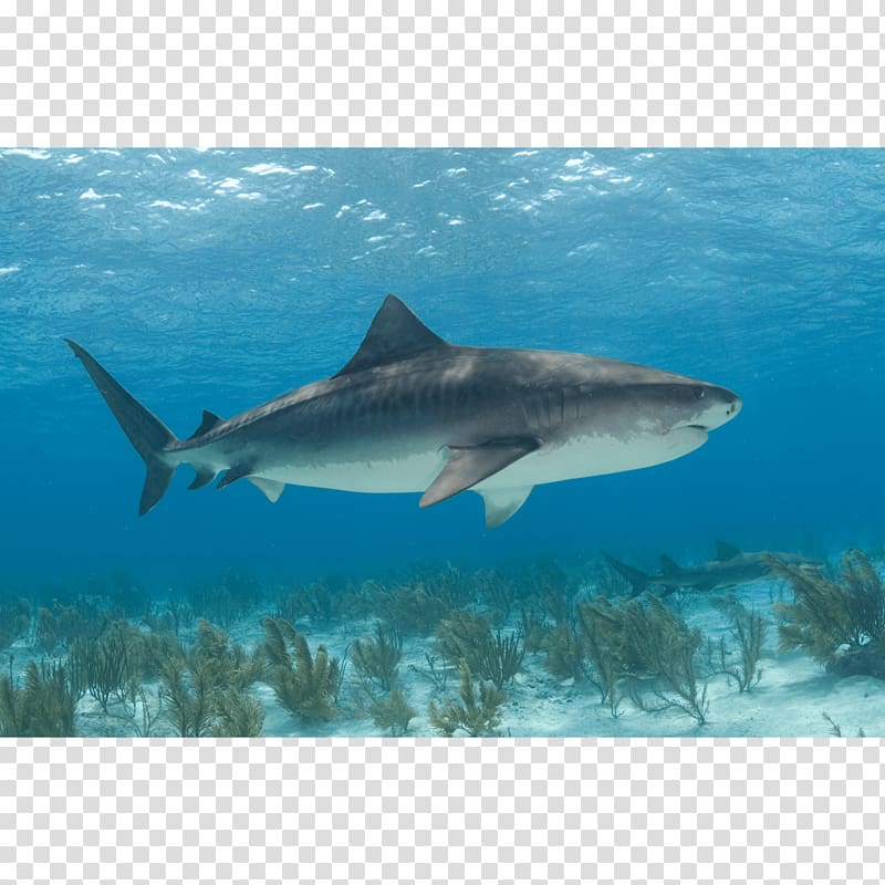 Tiger shark Great white shark Canvas print, shark transparent background PNG clipart