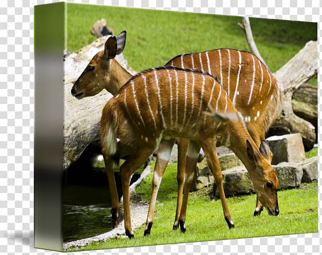 Berlin Zoological Garden Greater kudu Deer Animal, deer watercolor transparent background PNG clipart