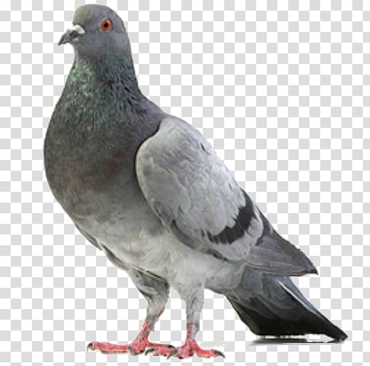 Homing pigeon Columbidae Bird Feral, Bird transparent background PNG clipart