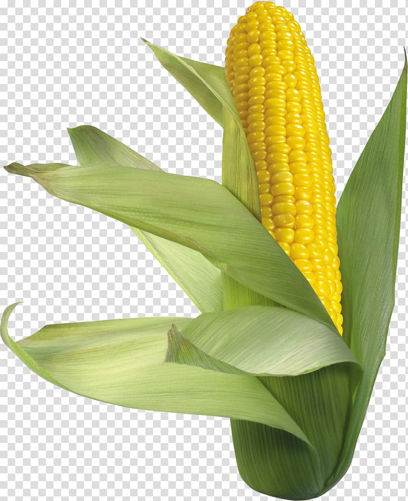 Waxy corn Corn on the cob Flint corn Sweet corn, corn transparent background PNG clipart