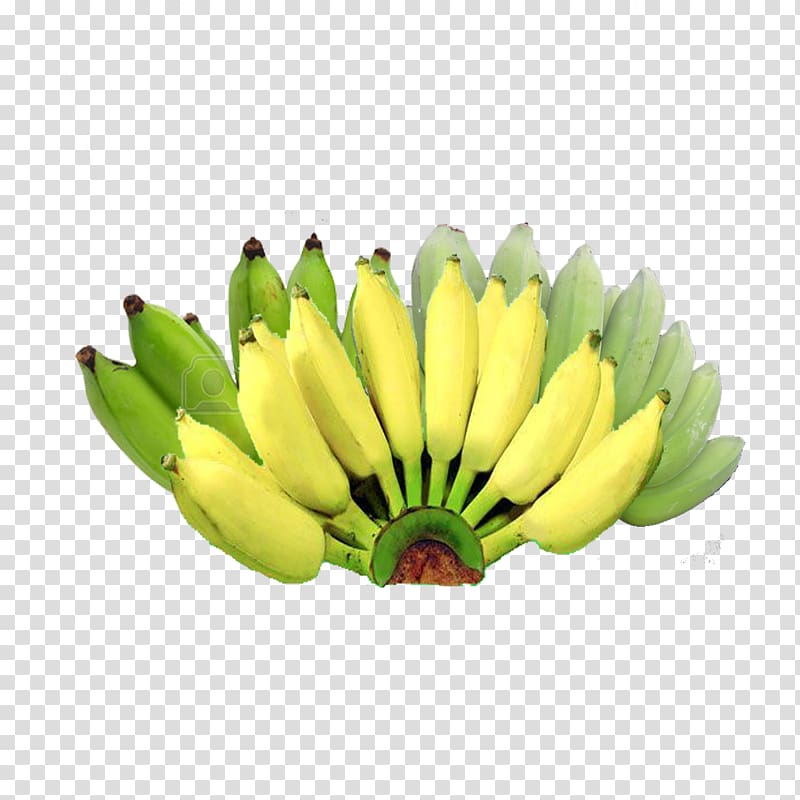 Cambodia Saba banana Fruit Cooperative, turmeric transparent background PNG clipart