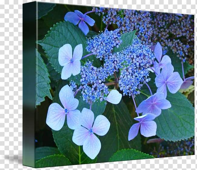 Hydrangea serrata Flower Plant Gallery wrap Art, hydrangea transparent background PNG clipart