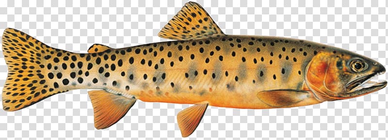Salmon Colorado River cutthroat trout Bonneville cutthroat trout, others transparent background PNG clipart