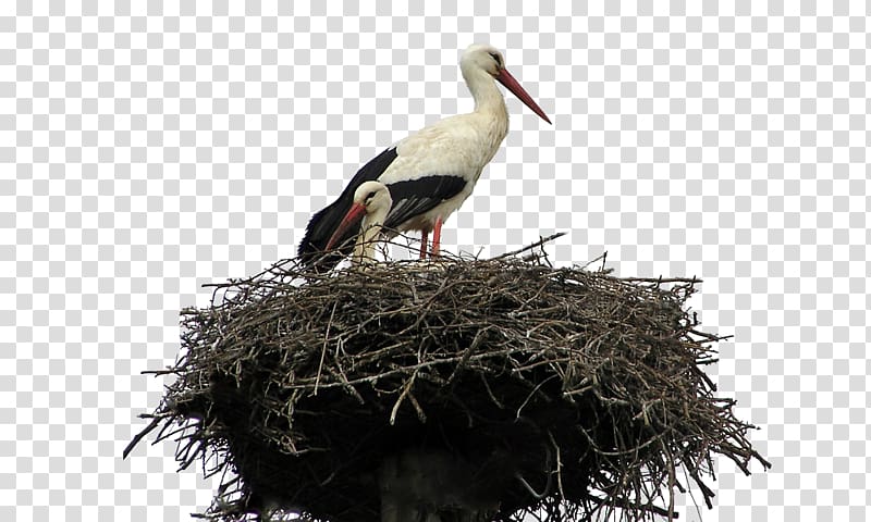 Bird nest Parrot White stork, Crane Nest transparent background PNG clipart