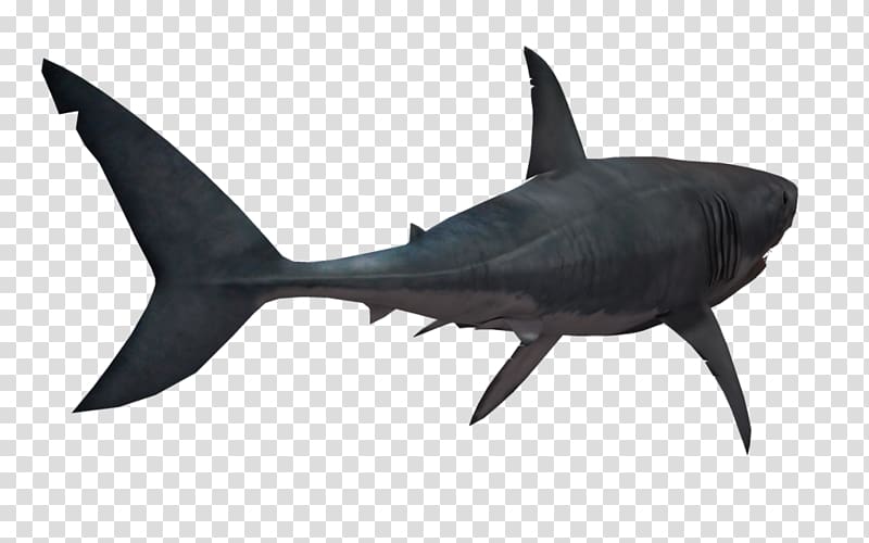 Shark , Shark transparent background PNG clipart