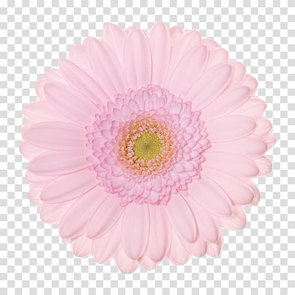 Transvaal daisy Chrysanthemum Schreurs Holland B.V. Cut flowers, gerbera transparent background PNG clipart