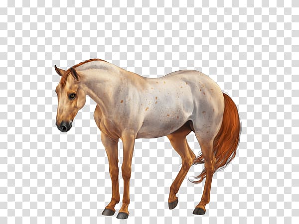 American Quarter Horse American Paint Horse Mane Stallion Mare, Equine Coat Color transparent background PNG clipart