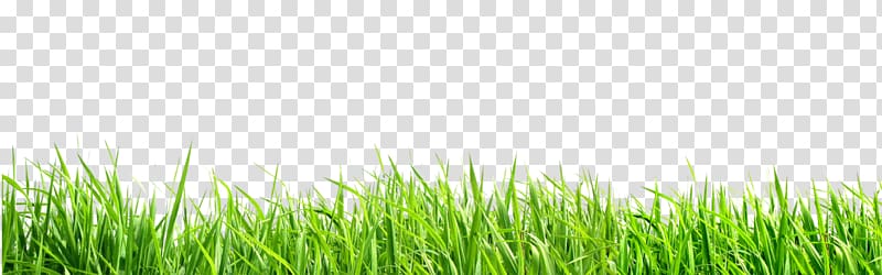green grass illustration, Butterfly Lawn Wheatgrass Energy , grass transparent background PNG clipart